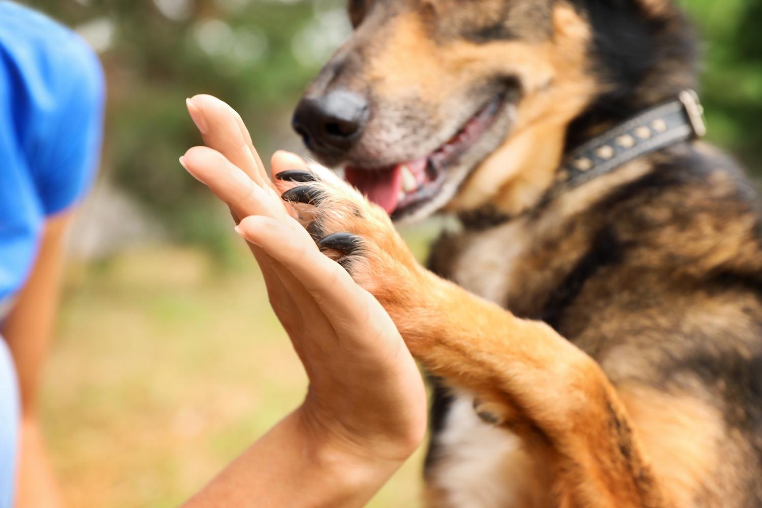 subaru-pet-adoption-event-2021-wilton-tollerud